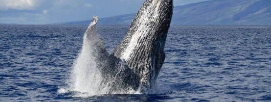Ali'i VIP Whale Tour