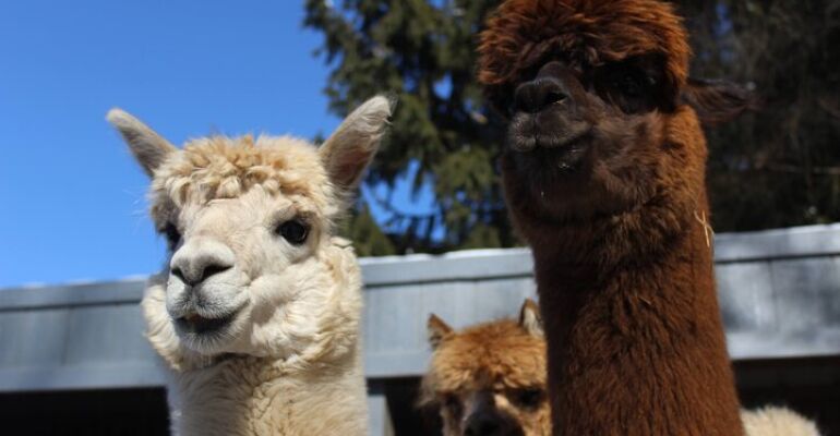 Pleasant Valley Alpaca Farm Animal Encounter