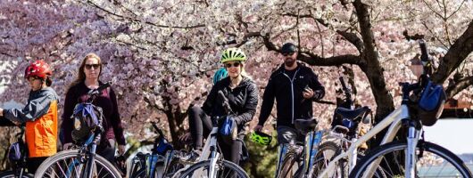 Washington DC Cherry Blossoms By Bike Tour