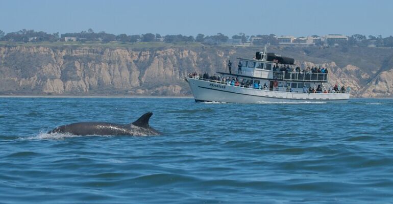 Mission Bay Whale and Dolphin Watching Tour
