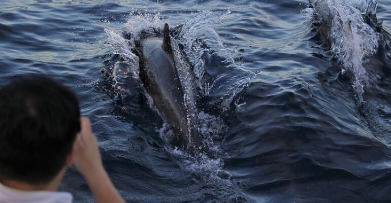 San Diego Dolphin and Whale Watching Cruise