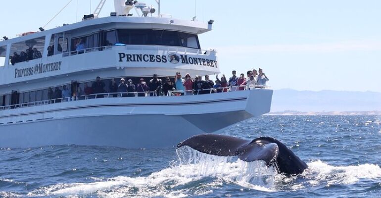 Monterey Bay Whale Watching Adventure Experience