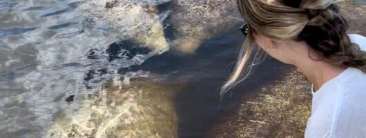 Manatee, Dolphin, and 10,000 Islands Eco Beach Tour by Boat