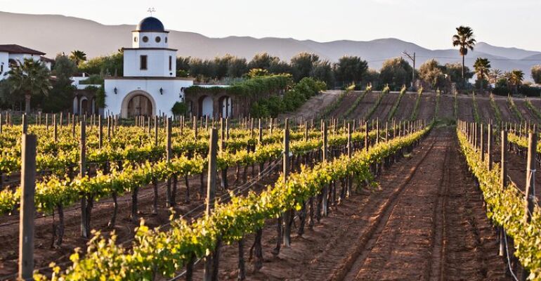 Valle de Guadalupe Wine Tasting and Tour