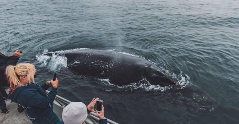 Monterey Whale Watching and Marine Life Adventure