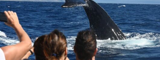 Ultimate 3.5 hour Whale Watch & Snorkel