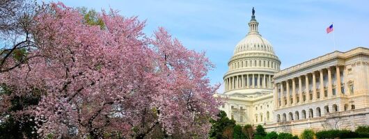 The DC Cherry Blossom Bus Tour with Tidal Basin Guided Walk