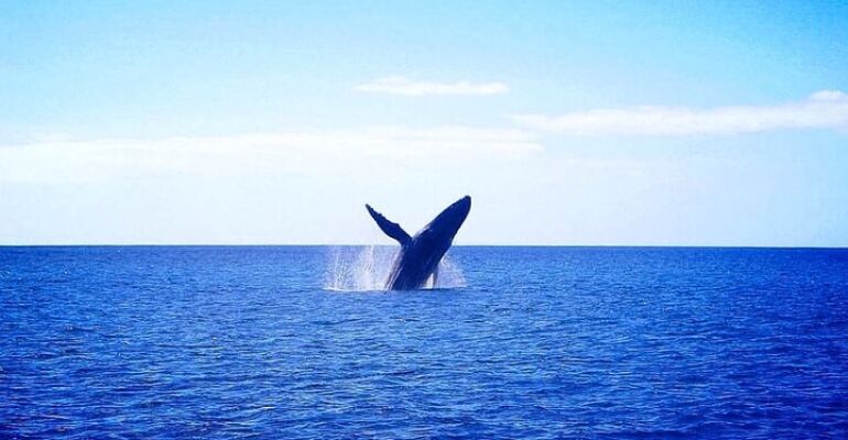 Waikiki Whale Watching Catamaran Cruise