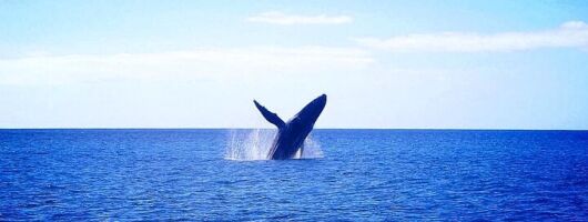 Moana’s Waikīkī Whale Watching Exploration