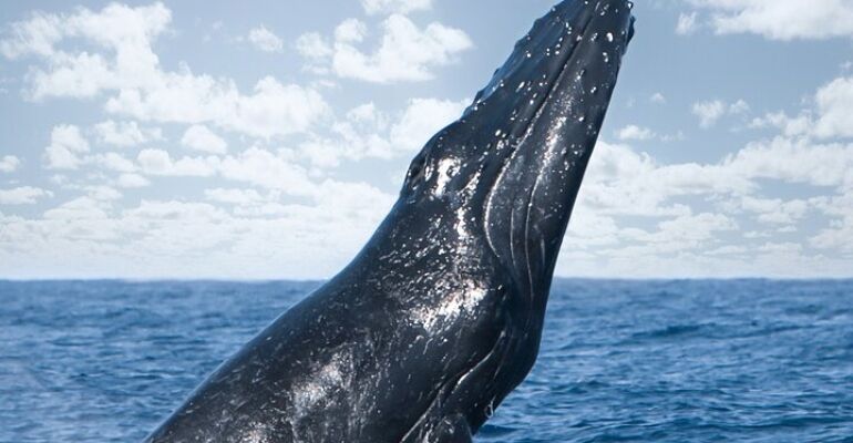 Hawaii Humpback Whale Watching Experience
