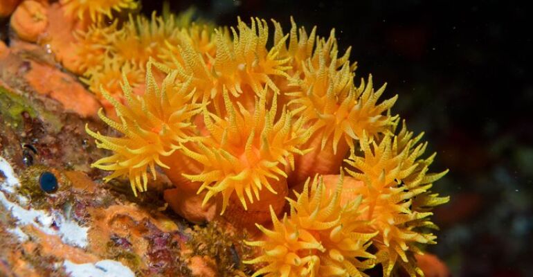 Lahaina Night Dive Adventure Experience