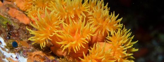 Maui Night Certified Scuba Diving Tour from Lahaina