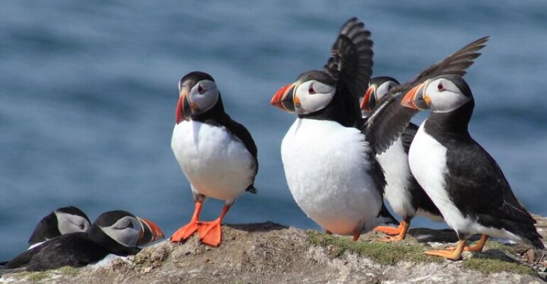 Farne Islands Bird Watching and Lighthouse Tour