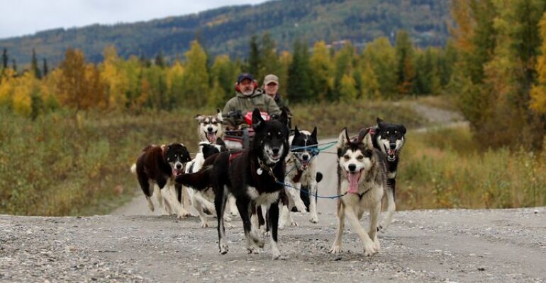 Fairbanks Sled Dog Kennel Experience