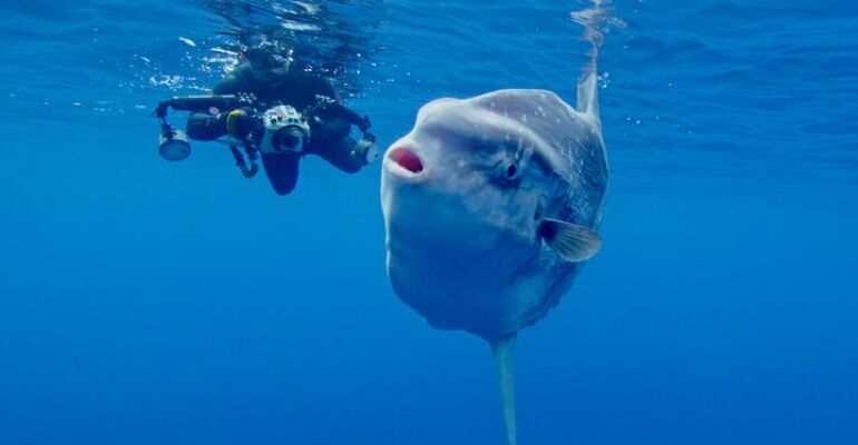 San Diego Ocean Safari Snorkeling Adventure