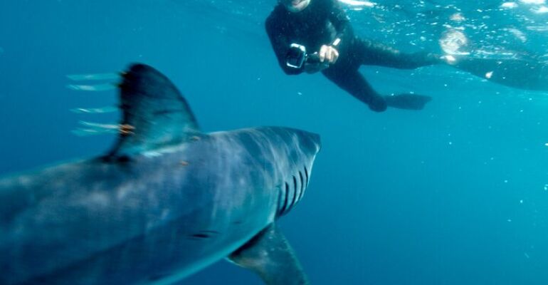 San Diego Shark Snorkeling Adventure Tour