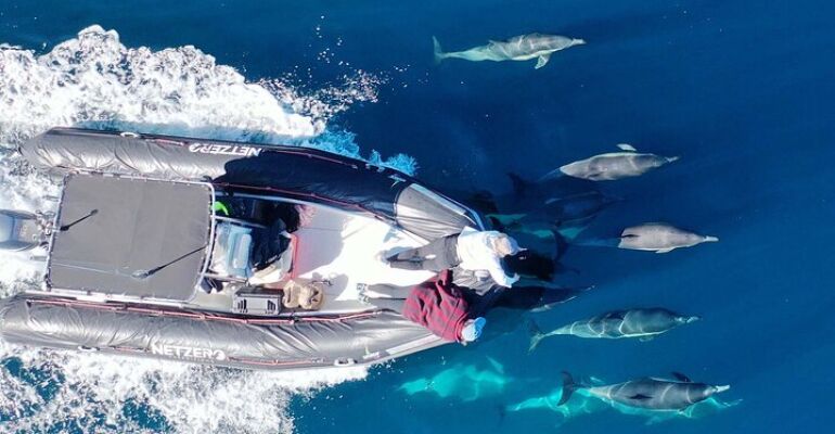 San Diego Private Humpback Whale Charter