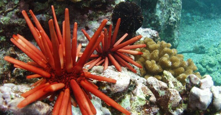 Kailua-Kona Snorkeling and Coastal Adventure