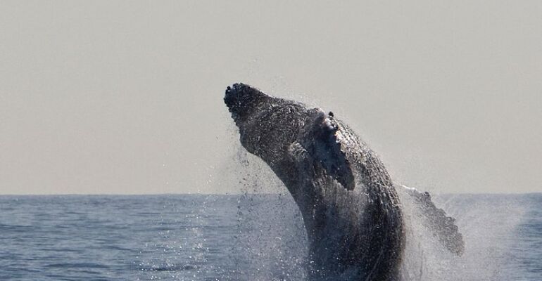 Waikiki High-Speed Whale Watching Adventure