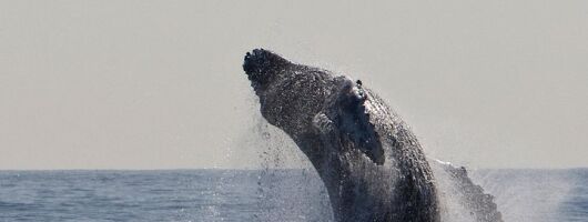 Whale Watching Adventure -Speed Boat & Small Group