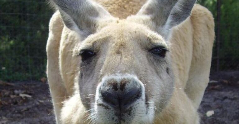 Perth Swan Valley Wine and Wildlife Tour