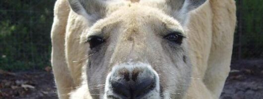 Discover Perth Full Day Tour