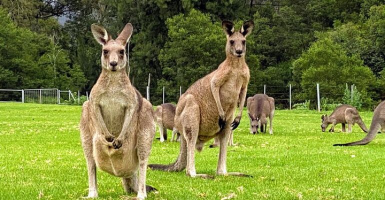 Sydney Wildlife and Waterfalls Adventure Tour