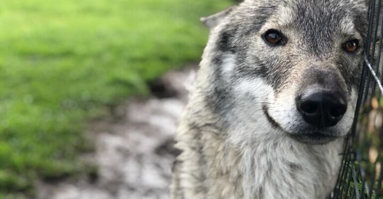 Tsitsikamma Wolf Sanctuary Guided Educational Tour