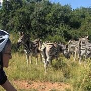 Half Day E-Biking with Wildlife Watching in Pretoria
