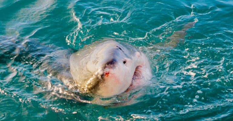 Gansbaai Shark Cage Diving Adventure