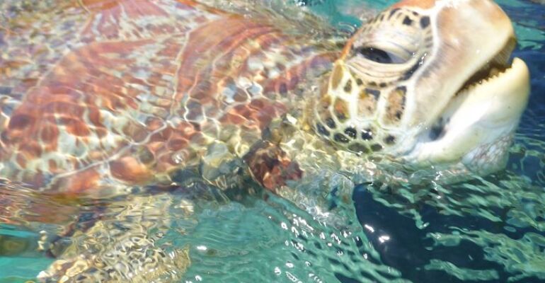 Airlie Beach Electric Turtle Tour