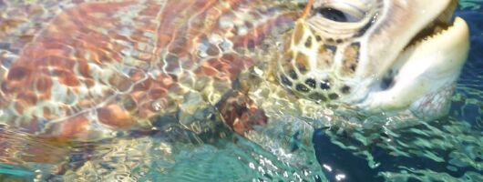 1 hour Mimosa Morning Turtle Spotting Cruise