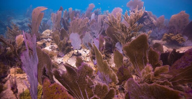 Key Largo Two Tank Dive Experience