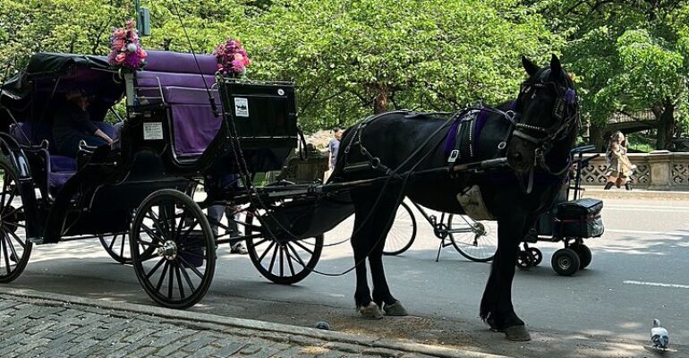 New York Central Park Horse Carriage Experience