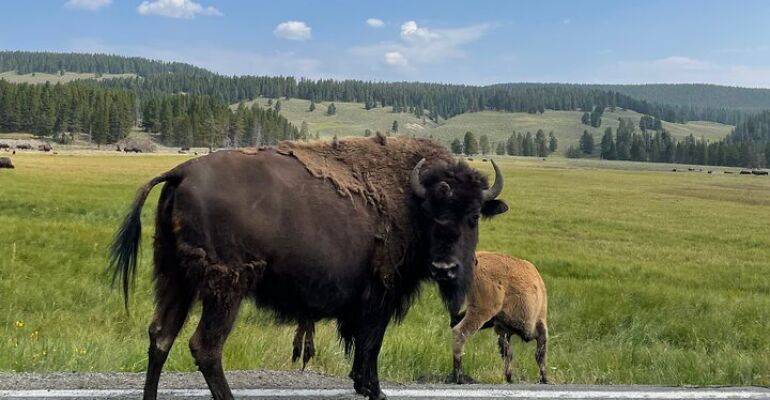 Yellowstone National Park Guided Tour Experience