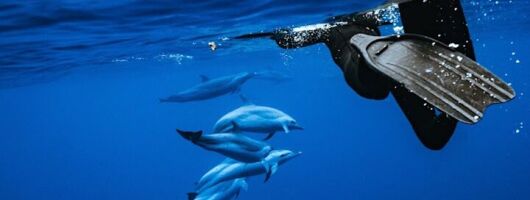 Deluxe Catamaran Swim with Dolphins in Oahu with Waterslide