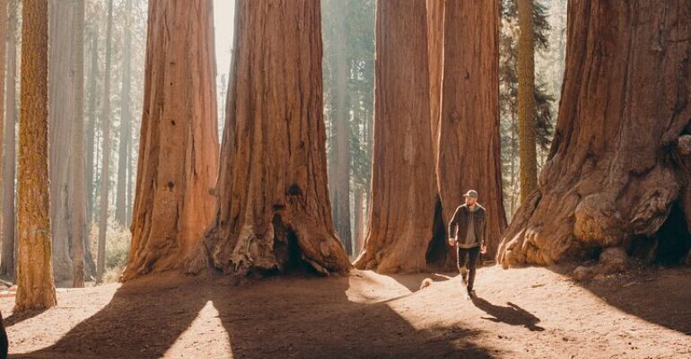 California Sequoia National Park Guided Adventure
