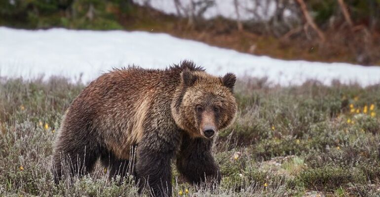 Yellowstone National Park Lower Loop Tour