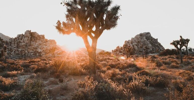 Joshua Tree National Park Sunrise Hiking Adventure