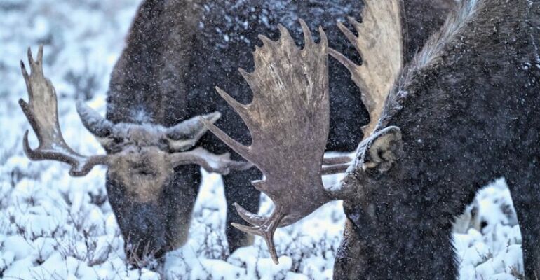 Jackson Hole Wildlife Viewing and Dinner Experience