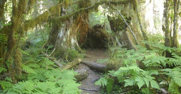 Olympic Peninsula Rainforest Day Tour