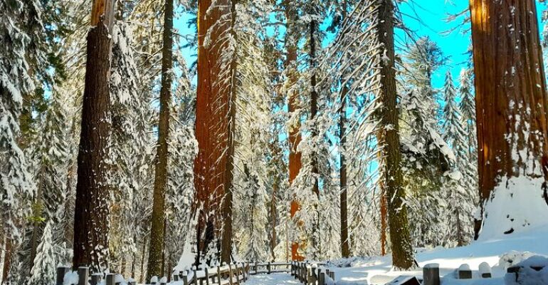 California Sequoia and Kings Canyon Tour