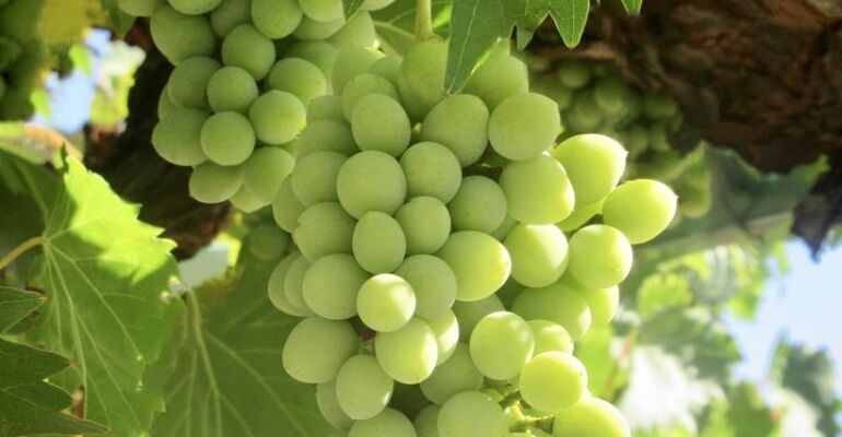 Napa Valley Customized Wine Tasting Tour