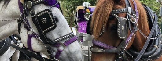 Private Christmas Lights Horse Carriage Tour In New York City