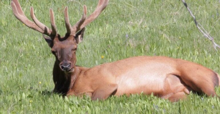 Jackson Hole Yellowstone Safari Tour