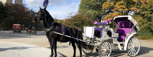 Central Park Horse Carriage Rides Since 2005