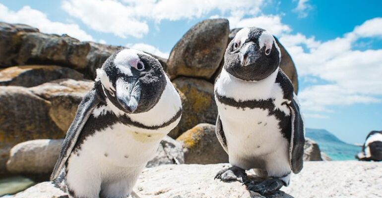 Cape Town Scenic Cape Peninsula Tour