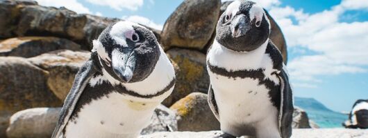 Full Day Private Cape Point & Peninsula