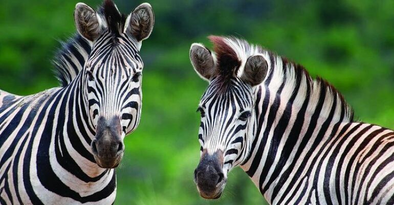 Hluhluwe Imfolozi Park Game Drive Adventure