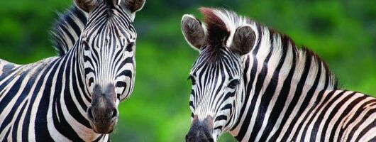 Hluhluwe Umfolozi Park Day Trip from Durban